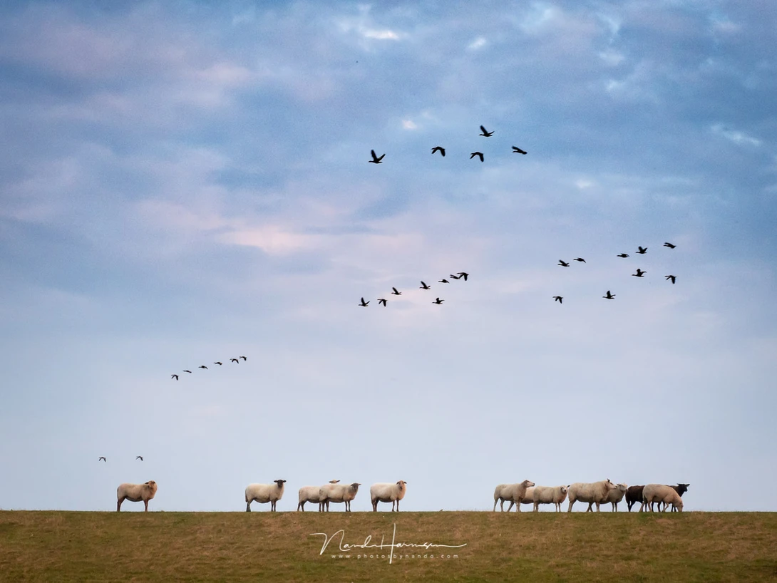 Sheep on a dyke. (M.zuiko 12-40mm @ 40mm, ISO400, f/8, 1/125)