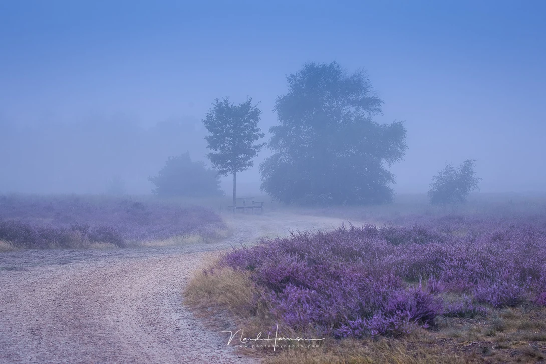 Reality or manipulation? This one is a merger between two images. One of the path between the heather, and one of the trees and bench in the mist. Shot in the same location, two minutes after each other. But two images nevertheless.