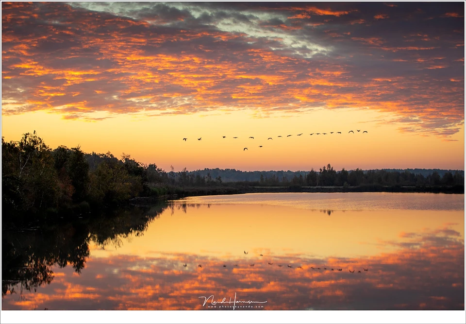 Reality or manipulation? An amazing morning twilight, with a flock of geese flying over. It is reality, nothing is manipulated. 