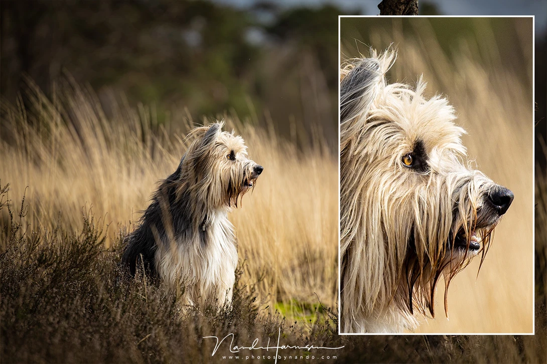 Although I haven't tested the lens sharpness, the results from real life are very impressive. 
