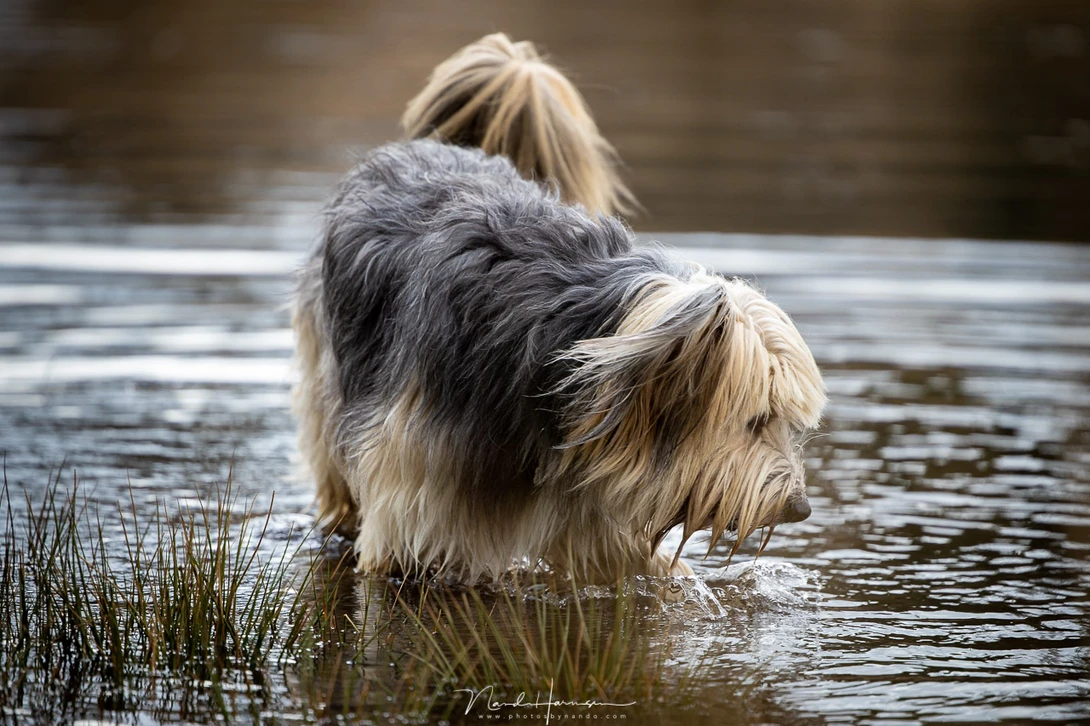 Our dog (200mm, ISO640, f/2.8, 1/1000)