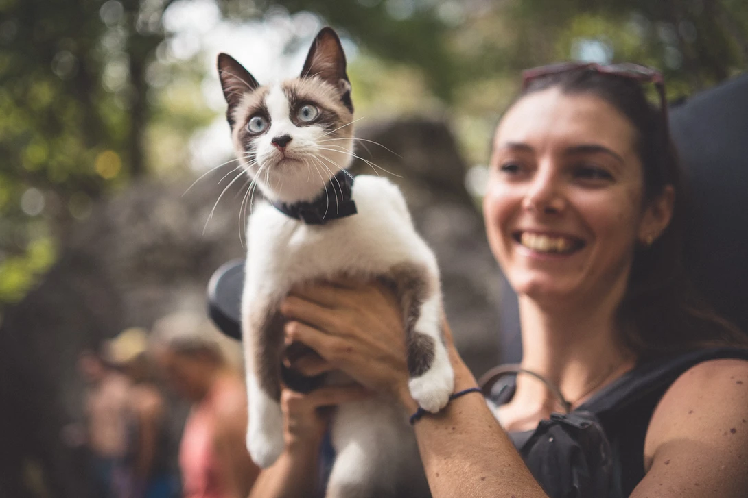 Samyang 35mm f/1.8 review - cat