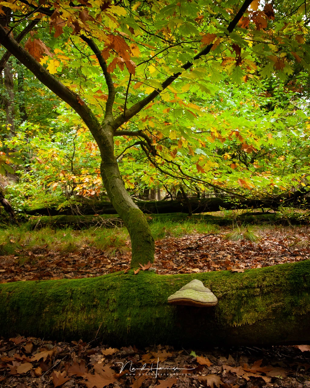Canon EOS 20D with EFs15-85mm @ 22mm - ISO800 - f/8 - 1/25 sec