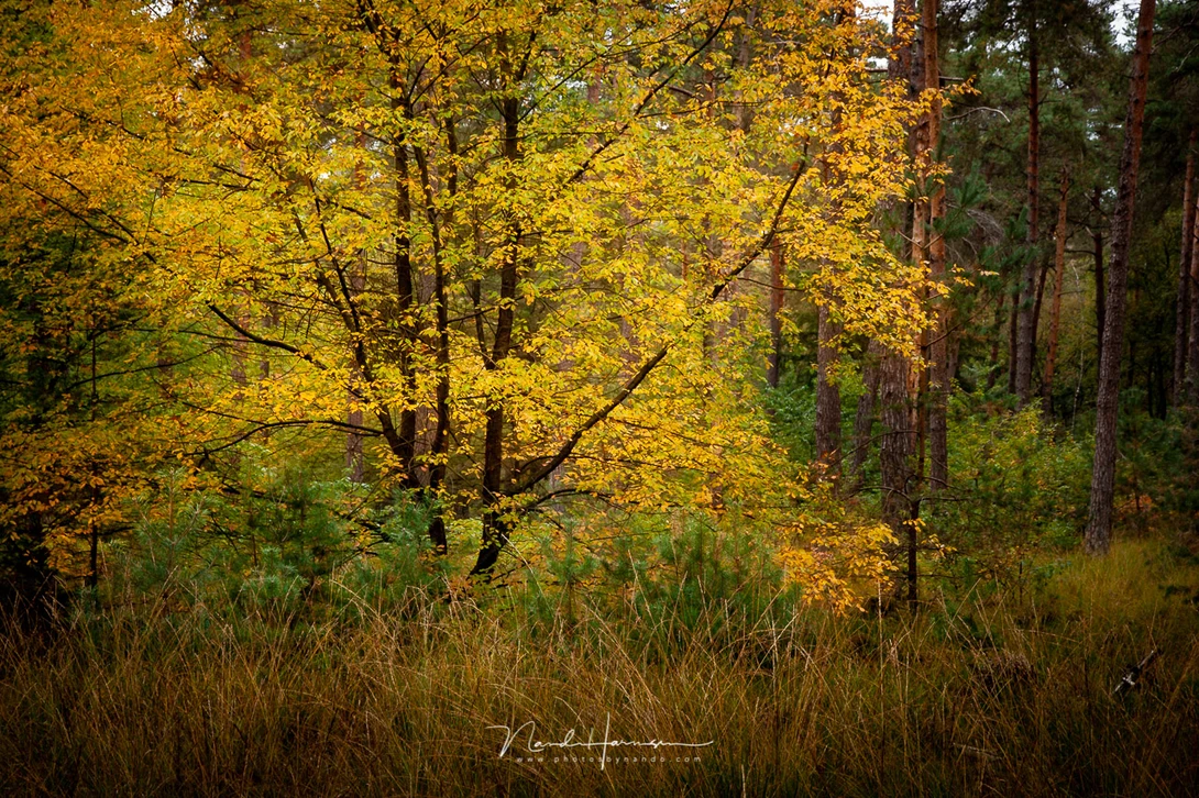 Canon EOS 20D with EFs15-85mm @ 50mm - ISO200 - f/8 - 1/40 sec