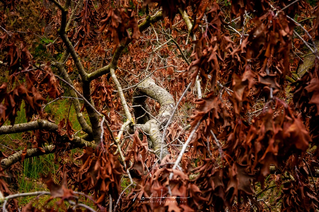 Canon EOS 20D with EFs15-85mm @ 46mm - ISO800 - f/8 - 1/100 sec