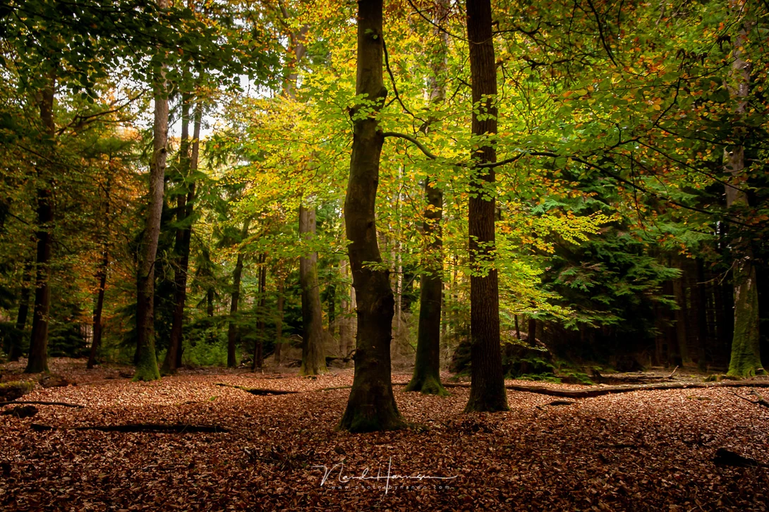 Canon EOS 20D with EFs15-85mm @ 21mm - ISO200 - f/4.5 - 1/15 sec
