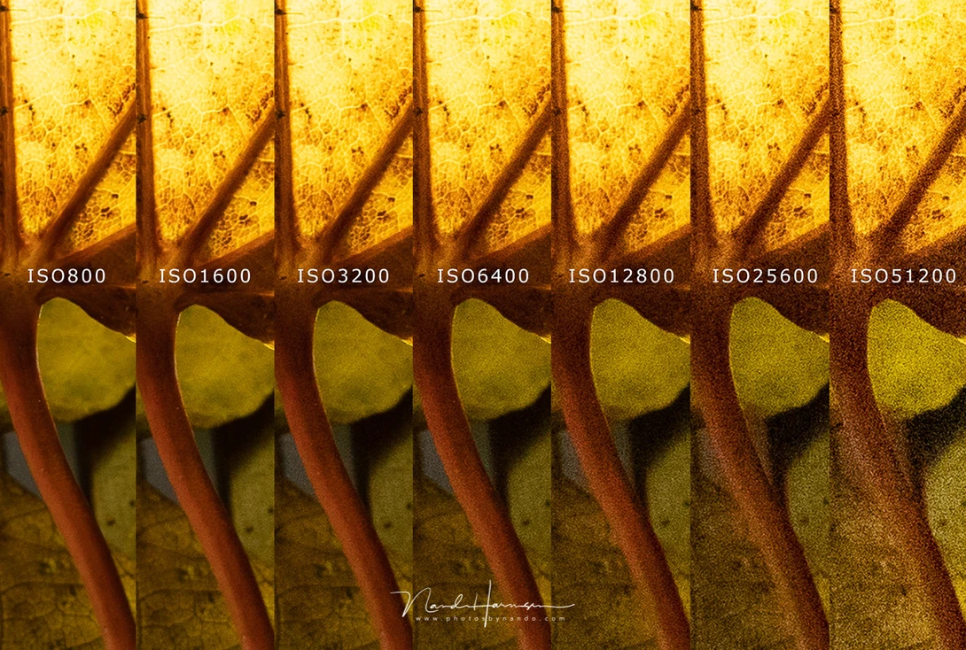 An overview of the ISO performance of the Canon EOS R5. These are unedited photos with different ISO settings. I excluded the lower ISO levels, as well as the highest one