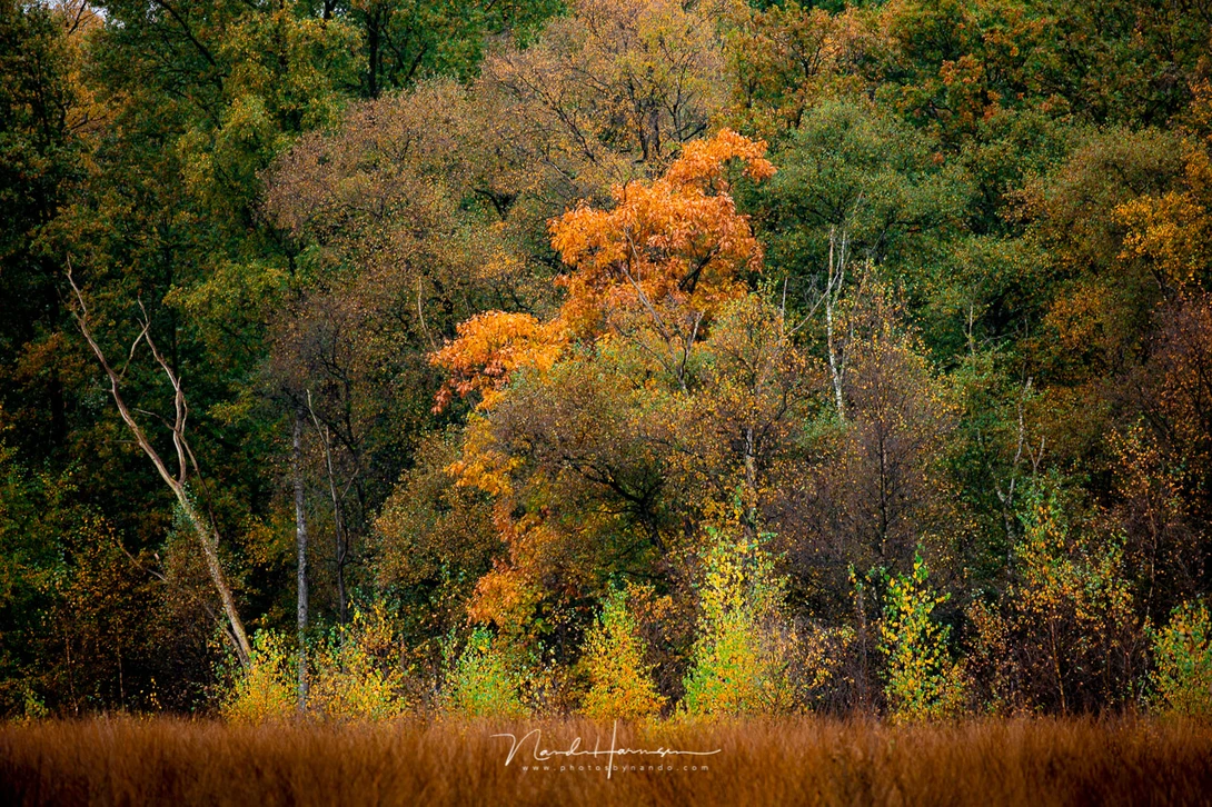 Canon EOS R6 with EF100-400L II @ 330mm - ISO400 - f/7.1 - 1/60 sec - Haida M10 CPL