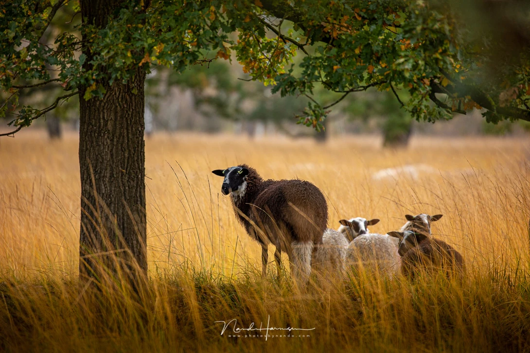Canon EOS R6 with EF100-400L II @ 400mm - ISO400 - f/5.6 - 1/60 sec