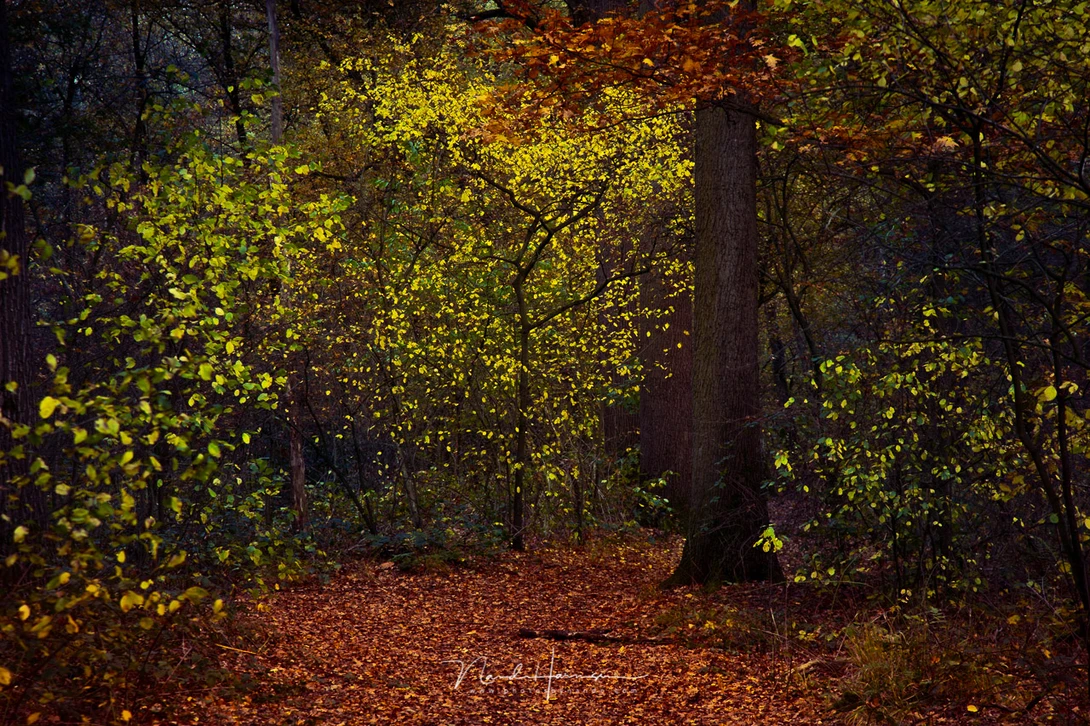 Canon EOS R6 with RF24-105L @ 105mm - ISO400 - f/9 - 1/8 sec (handheld)