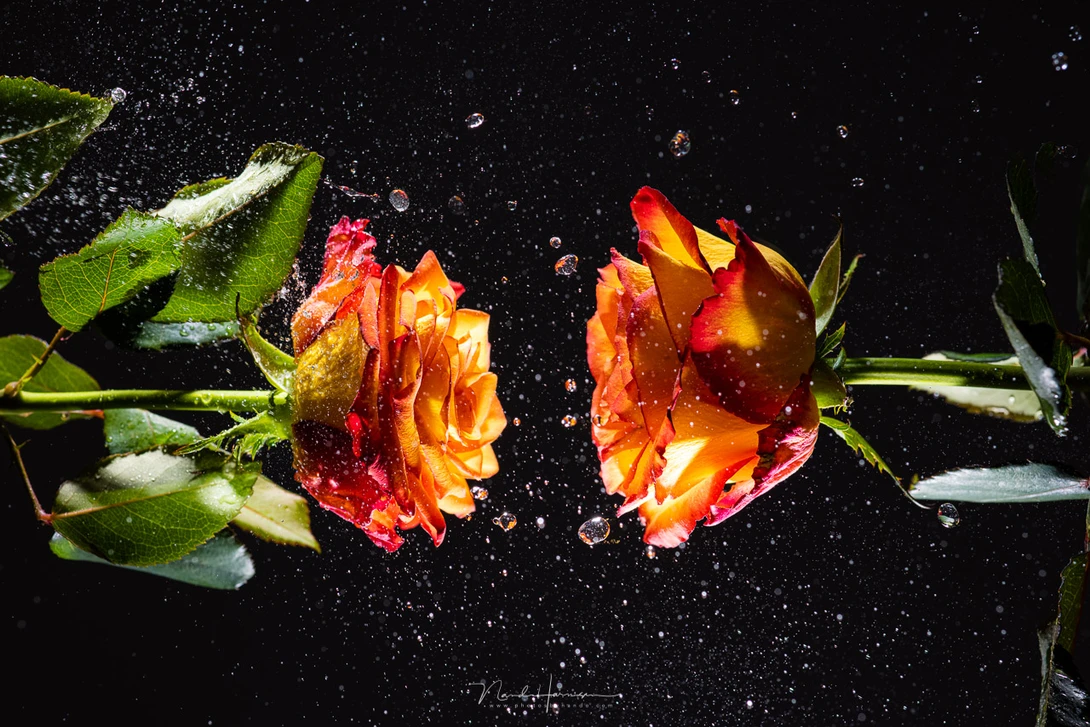 A couple of roses and some water drops shot with the RF 85mm f/2 macro on a Canon R5. I used two Profoto A1 flash guns for the light.