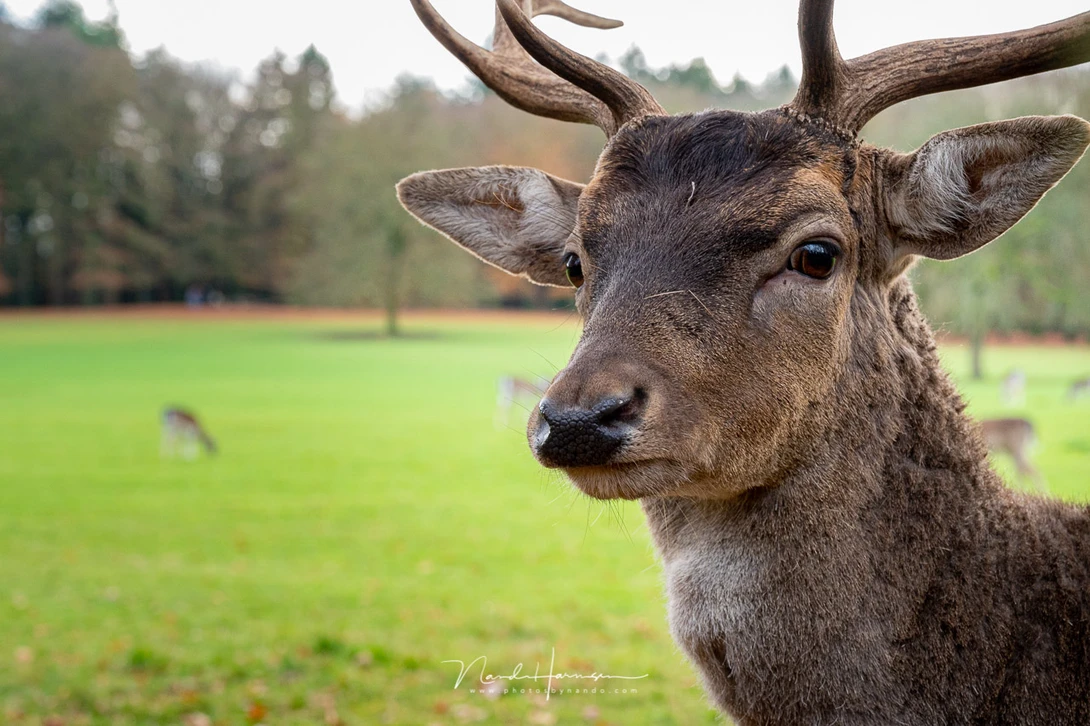 The animal eye AF did not work with this deer. It could not recognize the eye. I also tried human eye AF, but that didn't not work also. 
