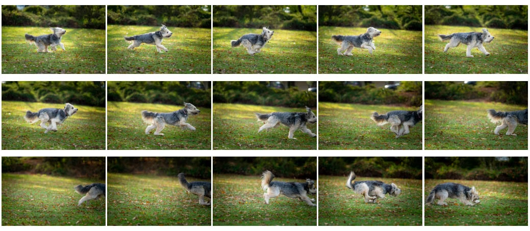 This series is shot with 14 fps, with animal eye-AF and AF tracking. The blackout in the EVF works against you, making panning a very difficult task. Especially when the speed is not constant. You will loose your subject in the EVF