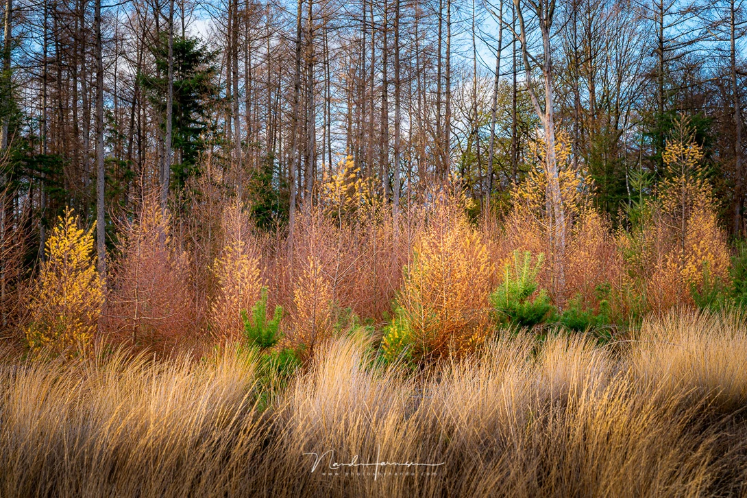 Shooting the last autumn colors with the Nikon Z6 II. I love using the camera for this kind of photography.