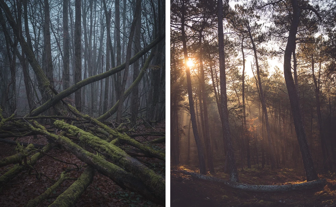 Fallen trees by Andy Day