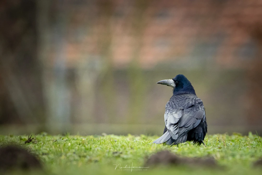 A nice rook, shot with the Canon EOS R5 with the RF 800mm. I also cropped the image a bit. 