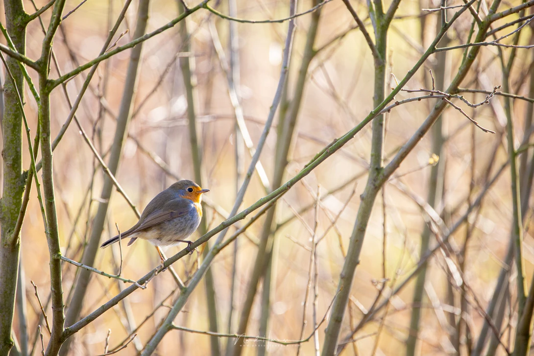 A robin, shot with 800mm focal length (Canon EOS R5 with RF 800mm - f/11 - ISO500 - 1/160s)