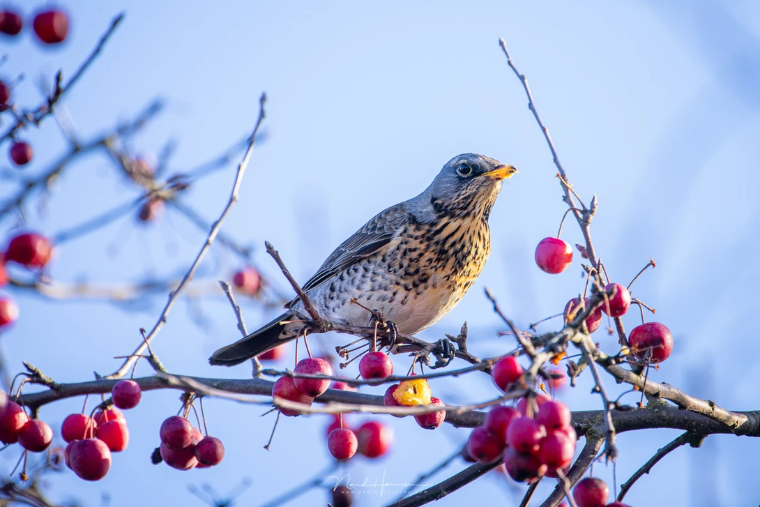 A fieldfare in nice sunny weather conditions. That is when the RF 600mm and RF 800mm perform the best. The quality of the lenses are very good. (Canon EOS R5 with RF 800mm - f/11 - ISO400 - 1/125s)