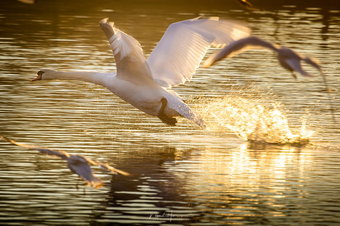 If the birds are close by and large, like this swan, the focal length can turn out to be too long. The autofocus has no problem following the animal. (Canon EOS R5 with RF 600mm - f/11 - ISO160 - 1/400s)