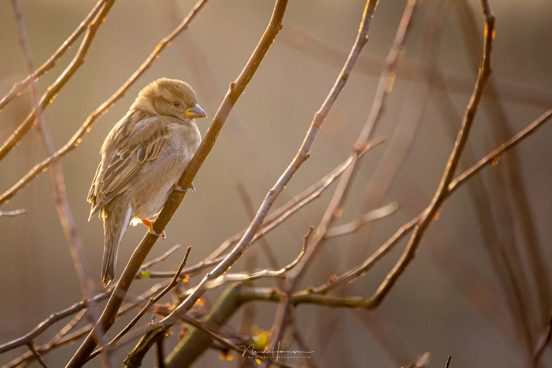 A sparrow in the golden light of a sunrise. These are difficult situations for the autofocus but the combination of the Canon EOS R5 and RF 600mm performed very well (f/11 - ISO3200 - 1/400s)