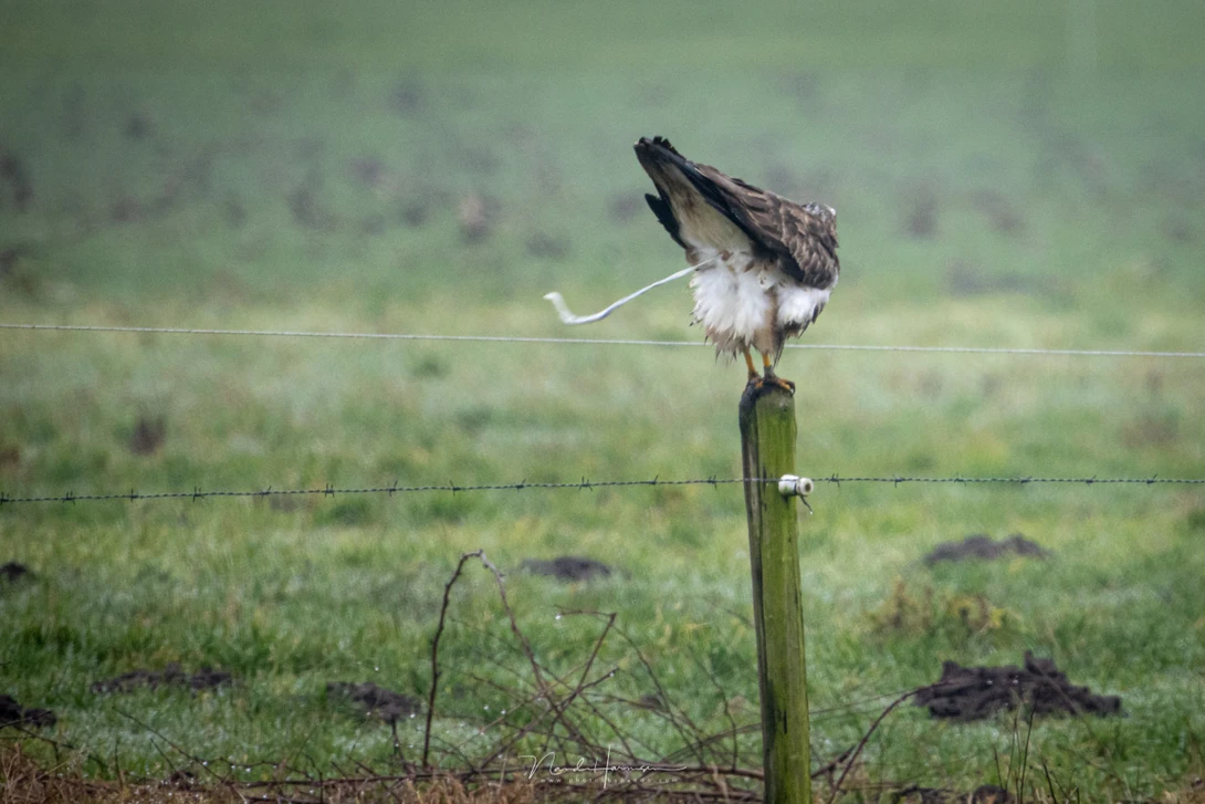 This buzard made it very clear what he thought of it. (Canon EOS R5 with RF 800mm - f/11 - ISO1250 - 1/125)