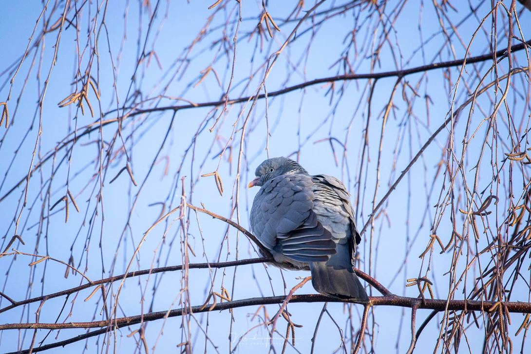 A wood pigeon after a long night rest (Canon EOS R5 with RF 600mm - f/11 - ISO1600 - 1/400s)