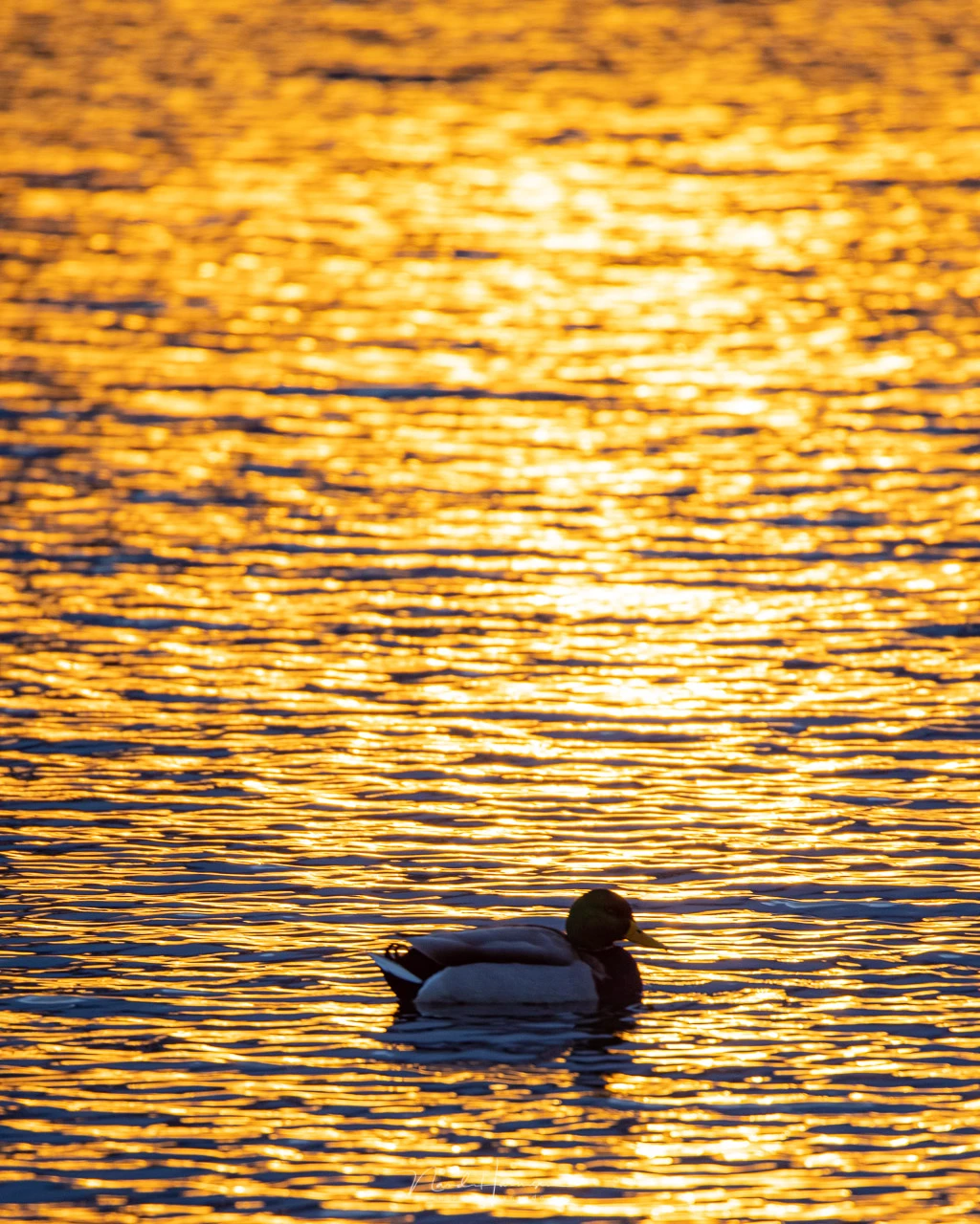 A duck in the golden light of sunrise (EOS R5 + RF100-500L @ 500mm - ISO100 - f/7.1 - 1/160s)