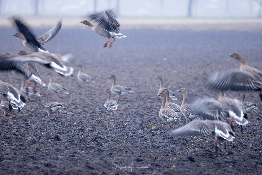 Geese during a dark winters day. (EOS R5 - RF100-500L @ 500mm - ISO6400 - f/7.1 - 1/160s)