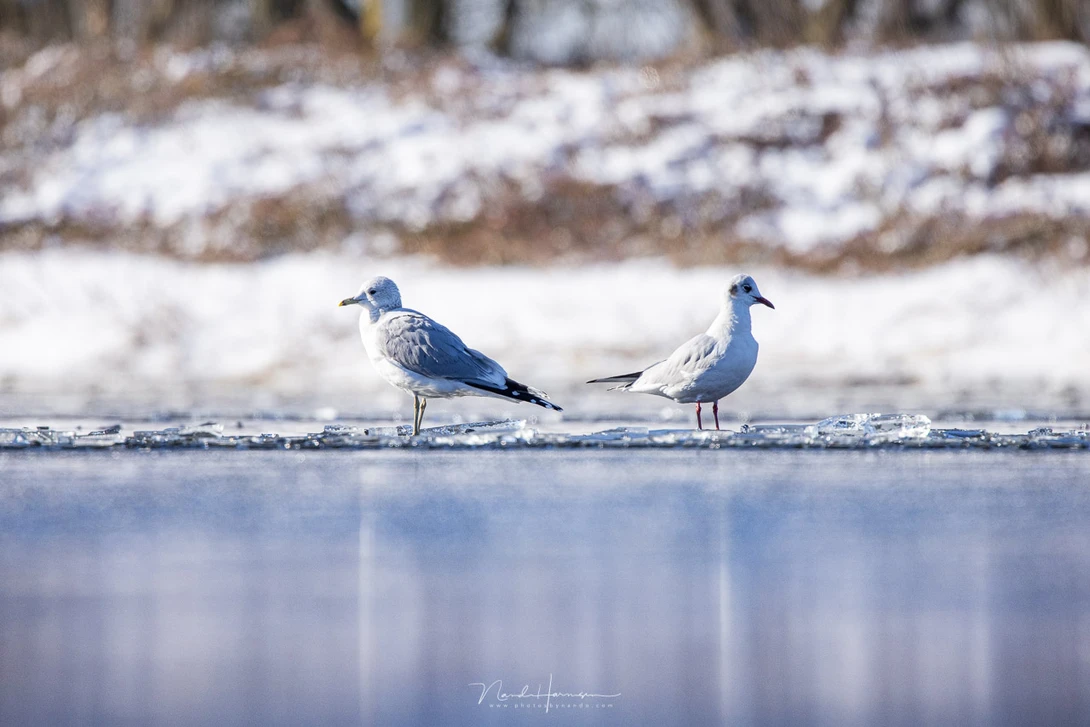 A couple of gulls on the ice (EOS R5 + RF100-500L @ 500mm - ISO400 - f/7.1 - 1/2500s)