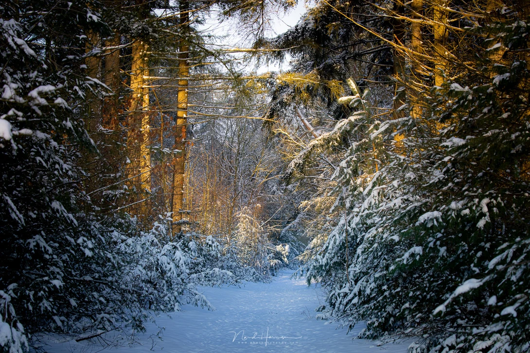 First sunlight of a winters day (EOS R5 + RF100-500L @ 123mm - ISO200 - f/11 - 1/25s)