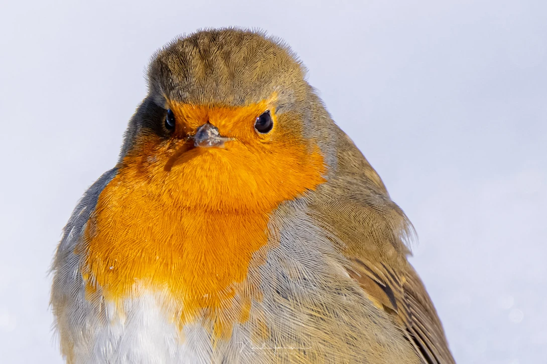 A 100% crop from a photo of a robin (EOS R5 + RF100-500L @ 500mm - IS100 - f/8 - 1/400s)