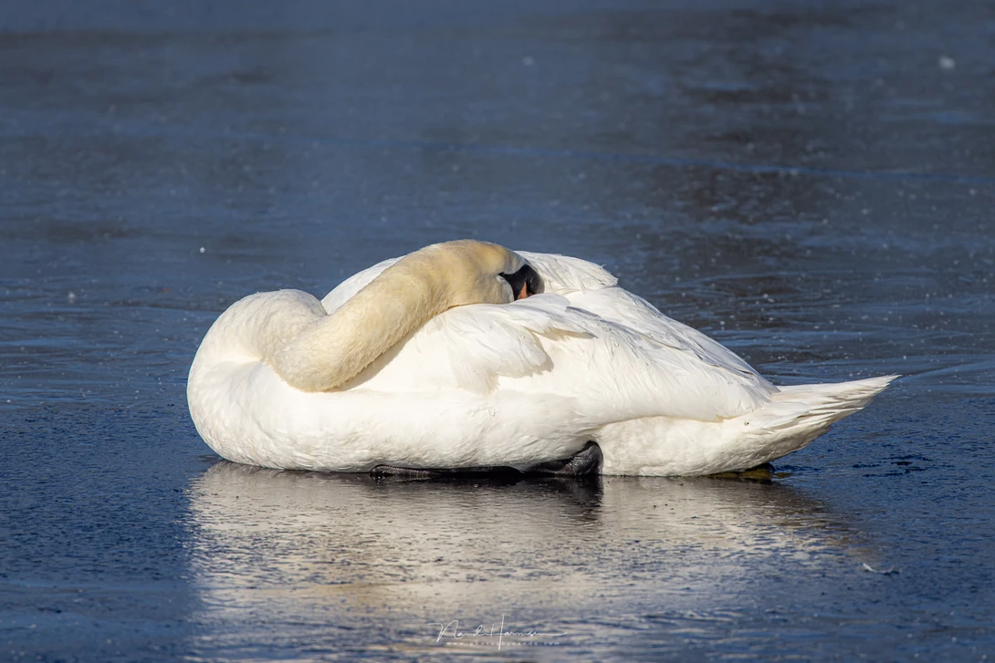 A swan on the ice (EOS R5 + RF100-500L + 1.4x extender @ 700mm - ISO400 - f/10 - 1/2000s)