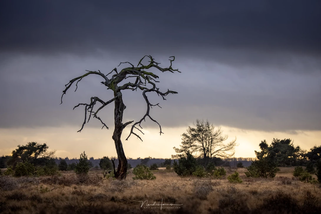 The tree I named Tim Burton tree, shot from tripod (EOS R5 + RF100-500L @ 176mm - ISO100 - f/5 - 1/160s)