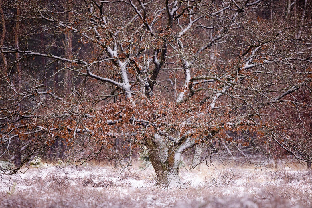 Winter in the Netherlands (EOS R5 + RF100-500L @ 500mm - ISO1600 - f/7.1 - 1/100)