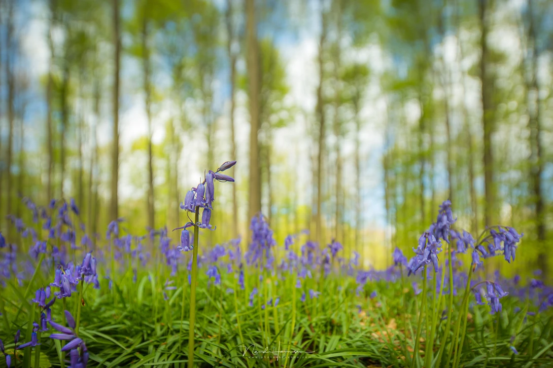 A forest with bluebells, shot with a Canon TS-E 17mm f/4L tilted upwards. Due to the orientation of the plane of focus I managed to achieve a very small depth of field. It is related to the miniature effect.