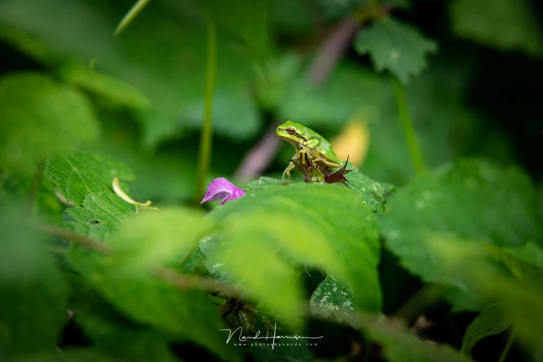 A European Tree Frog, shot with a 70-200mm lens and a 25mm extension tube. It allowed me to get a nice magnification without the need of getting close to the subject.