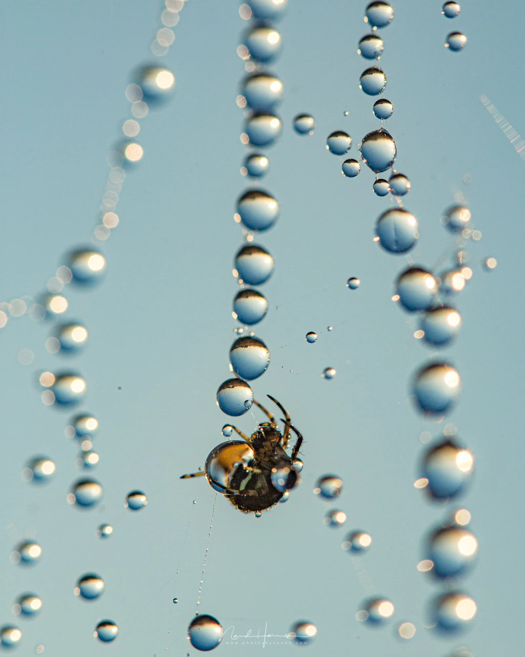 Although you will loose the ability to focus at infinity, for macro you don't need it. By the way, this image of the garden spider and dew drops is shot with the 100mm macro lens.