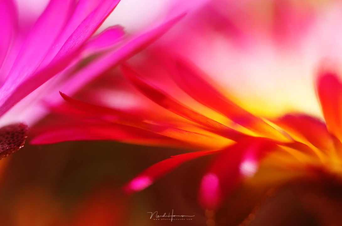My award winning image of livingstone diasies. I took this image with a macro lens combined with extension tubes.