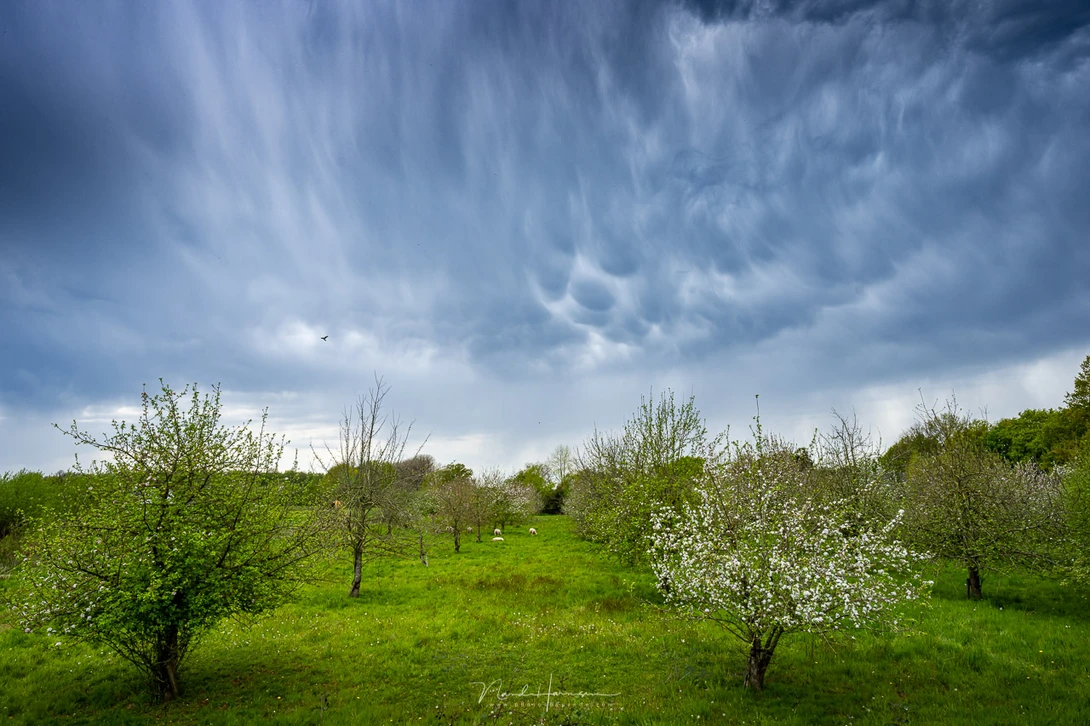 Spring in the Netherlands.&nbsp;(Sony A1, FE 12-24mm at 21mm, ISO 200, f/11, 1/160 s)