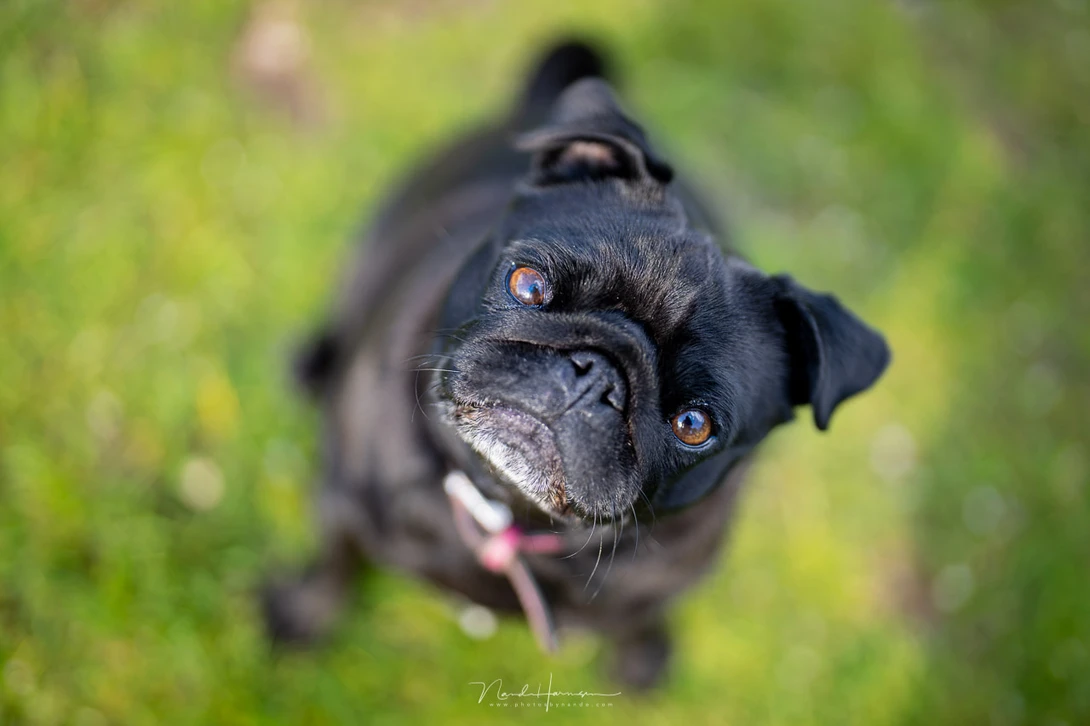 The eye-AF is very fast and accurate. It is the best one I have used to far.(Sony A1, FE 50mm, ISO 100, f/1.2, 1/800 s)