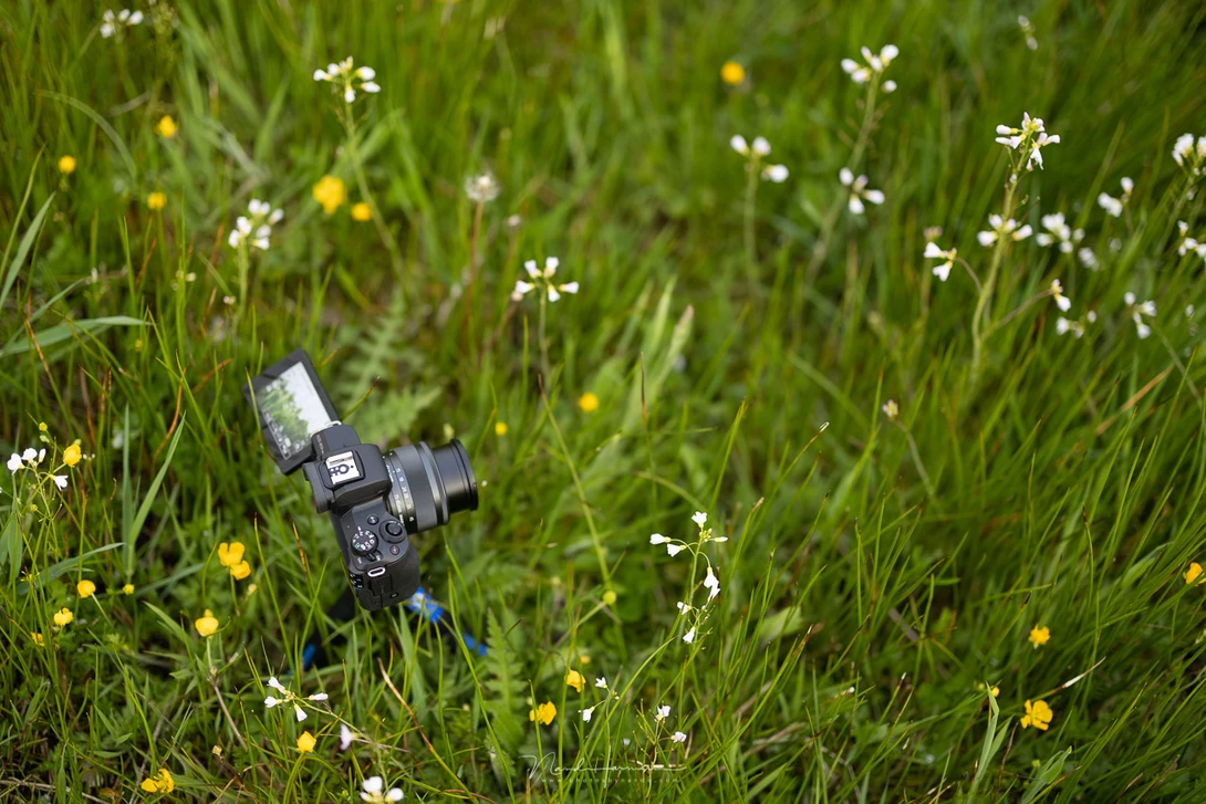 The Canon EOS M50 mark II in the wild. It was a lot of fun using this small camera. Too bad I had to return it.