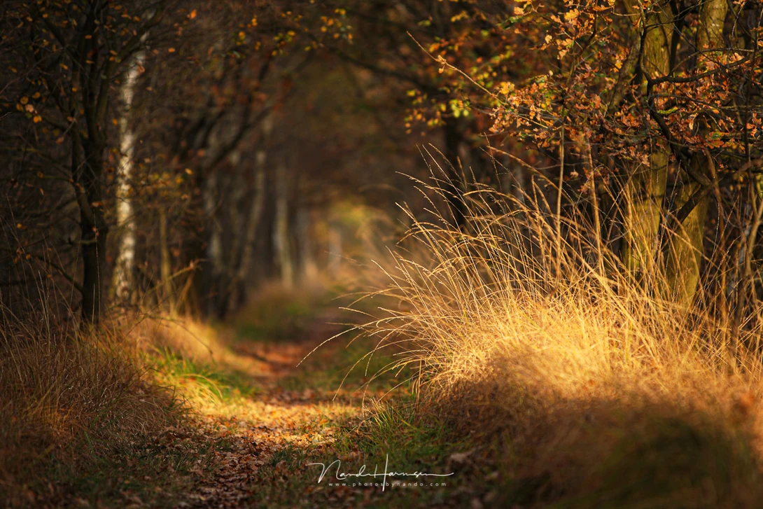 By using a smaller depth of field, the image gets a lot of depth