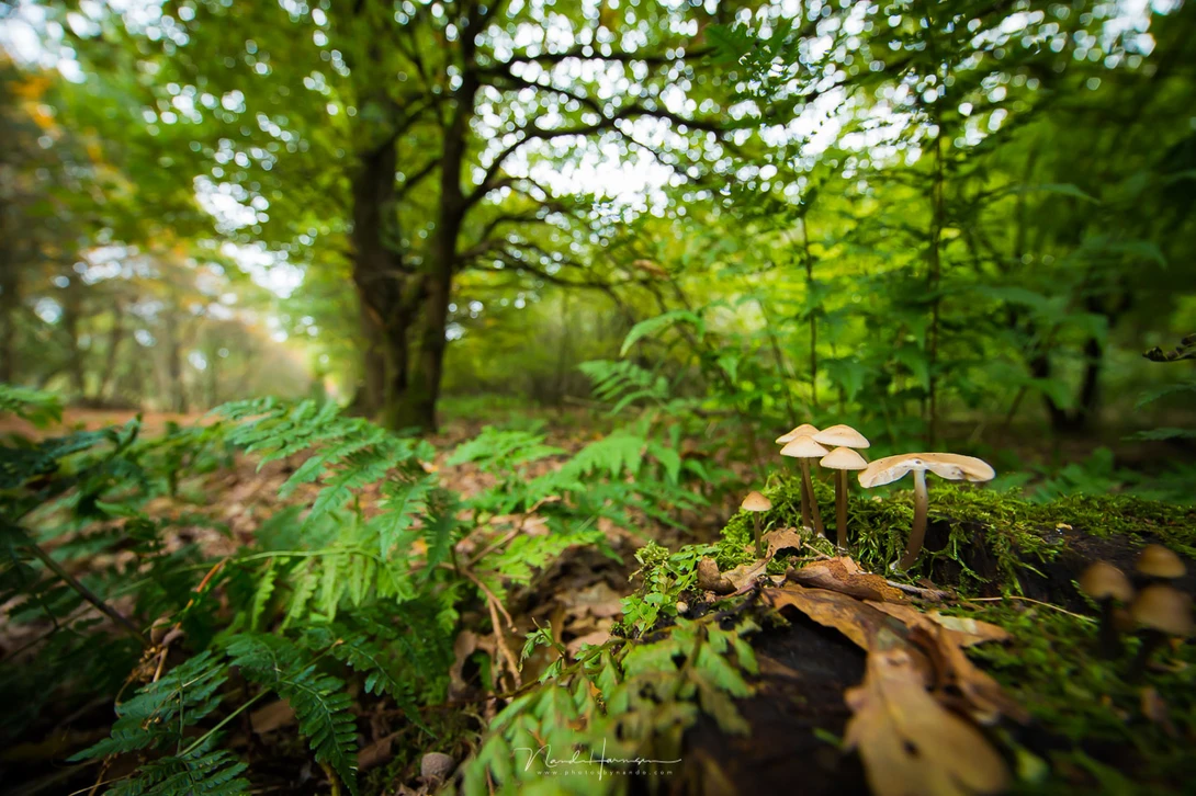 Even with an aperture of f/4, this 12mm wide angle photo shows a nice background blur.