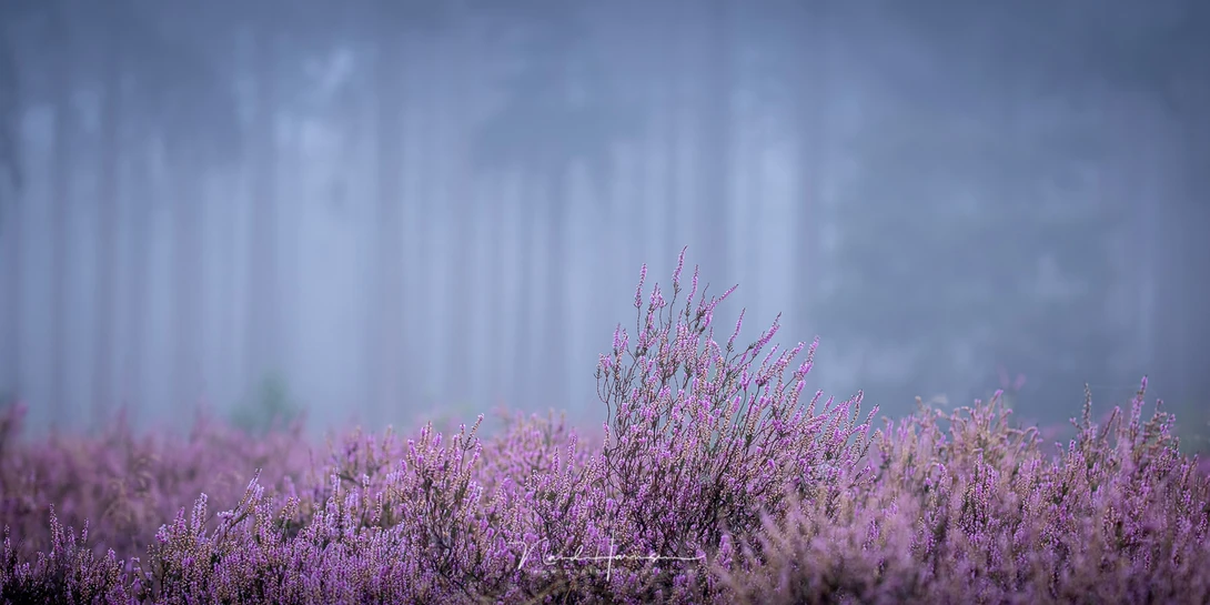 Heather in front of a forest. By using a long focal length the out of focus trees in the back are relatively large in the image.&nbsp;