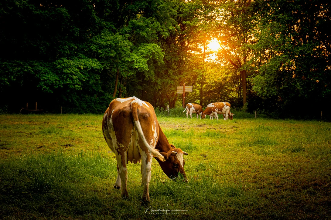 Do you have a lot of dynamic range? Just expose for the highlights and lift the shadows in post. The Lumix S5 makes it possible without a lot of quality loss.