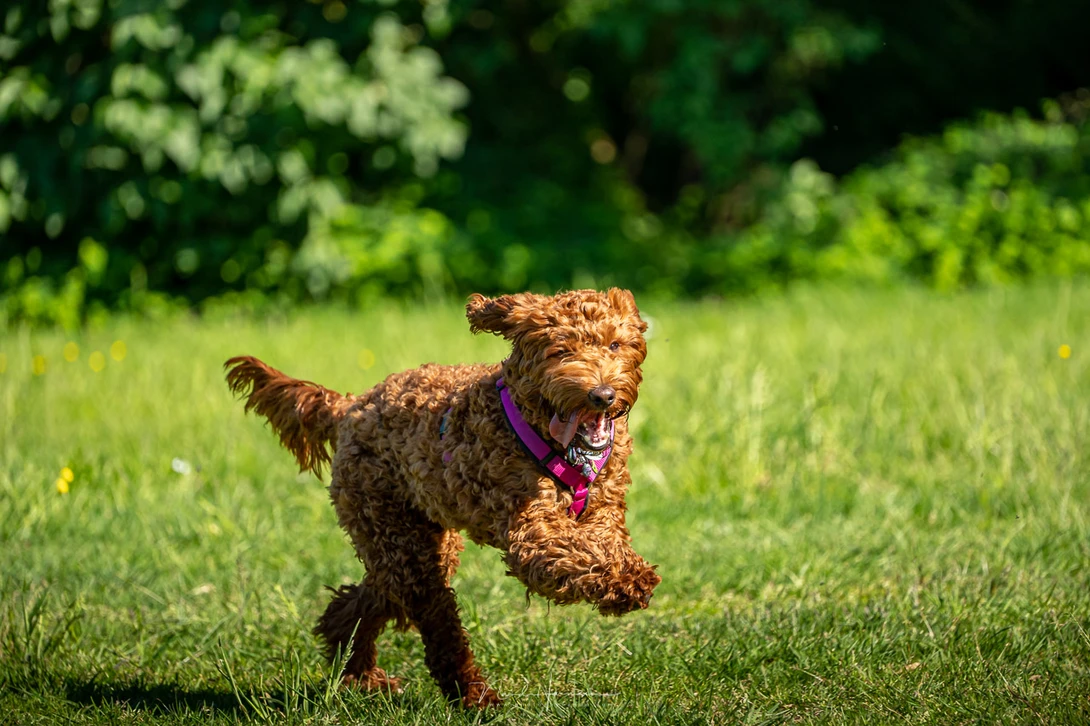 Just 5 frames per second makes the Lumix S5 not the choice for the action photographer. But the 6K /4K photo option allows the occasional action photos.