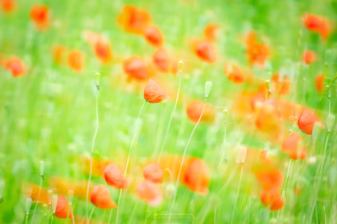 This double exposure of poppies is both with a fast shutterspeed, and a slow one with the Haida NanoPro Magnetic ND 3.0 filter