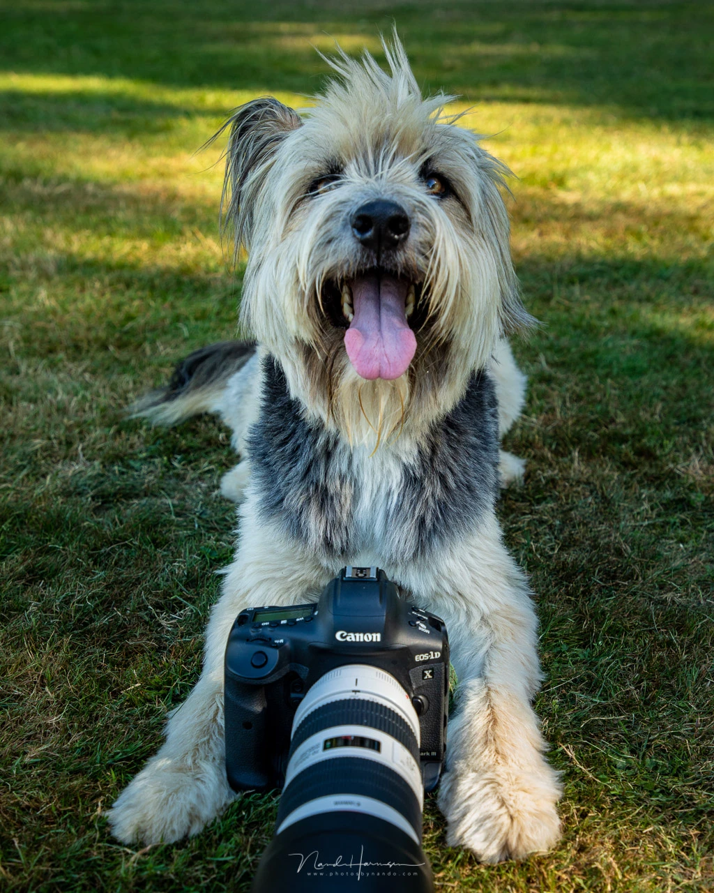 Shooting dogs in action with the Canon EOS 1Dx mark III.