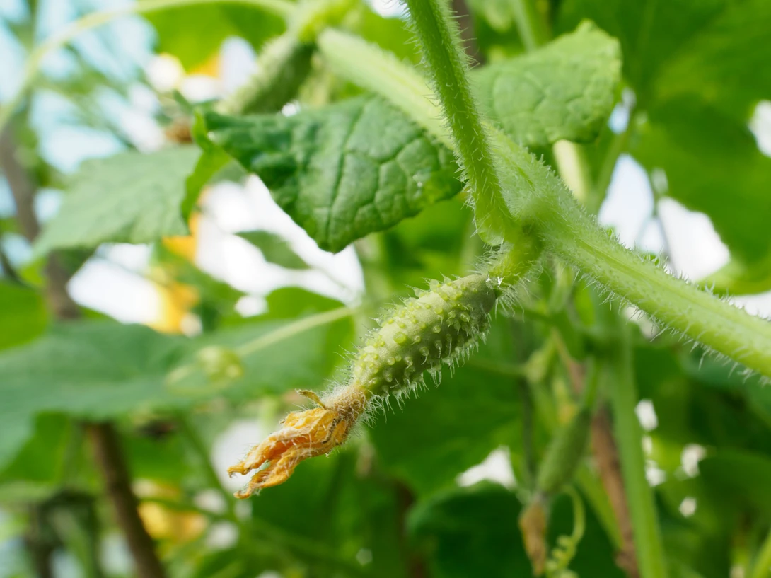 Close-up of hairy green tomato plant stem with small yellow flower buds in soft daylight.