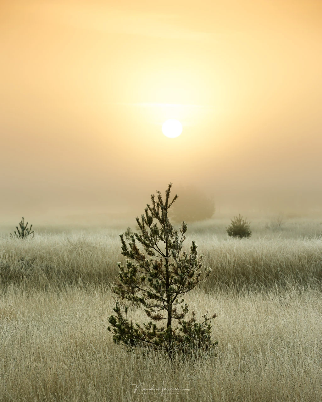 Small evergreen sapling standing alone in a misty field at sunrise.